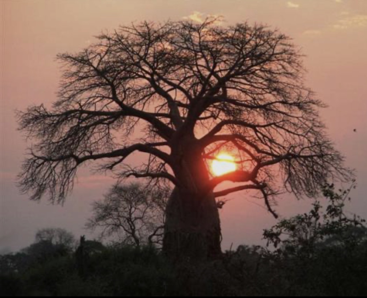 Gambian Baobab Tree